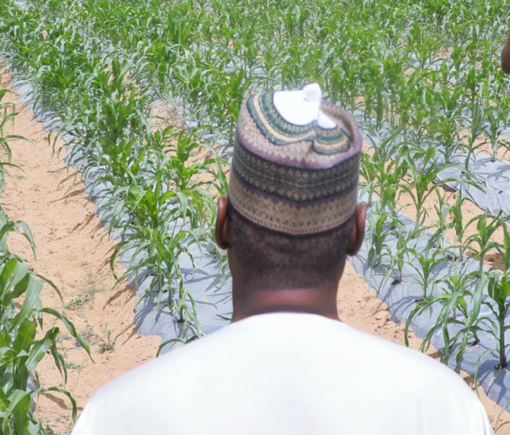 Zulum Transforming Borno to Agric Exporting State ~ One Sesame Seed at a Time 